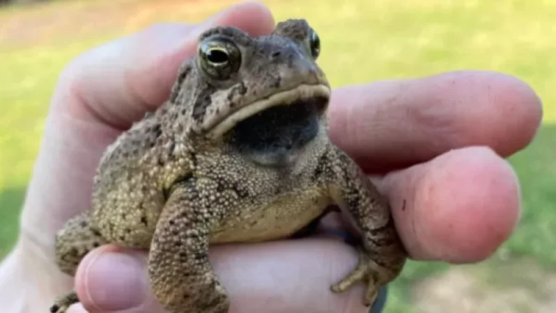 Շենքի բնակիչը իրենց ջրի խողովակից գորտ է հանել․ «Հետք»