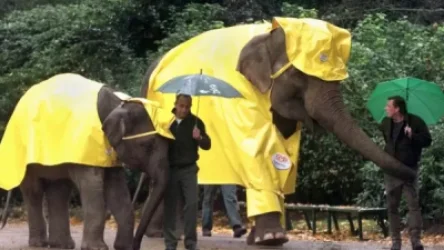 Գերմանիայի կենդանաբանական այգիներում ճգնաժամ է․ կենդանիներին տաքացնել չի հաջողվում