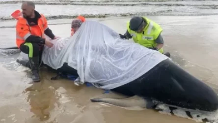 ՏԵՍԱՆՅՈՒԹ. Ավստրալիայում սև դելֆինները նետվում են ափ և սատկում