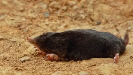 Որն է  «Դիլիջան» ազգային պարկում խլուրդների անկման պատճառը. բնապահպանը պարզաբանում է