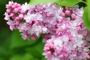 Եղանակը՝ Հայաստանում