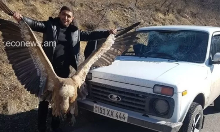 Սպիտակագլուխ անգղ որսացած քաղաքացին ներկայացել է ոստիկանություն