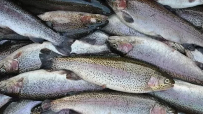 Սևանի ափին 1-ին անգամ գործարկվել է իշխանի տեսակավորման սարքը