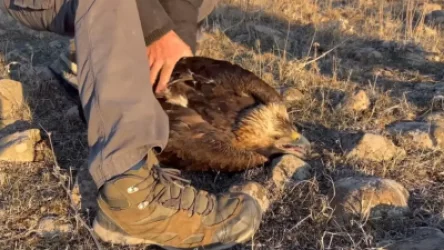 ՏԵՍԱՆՅՈՒԹ․ Հայտնաբերվել է վիրավոր արծիվ