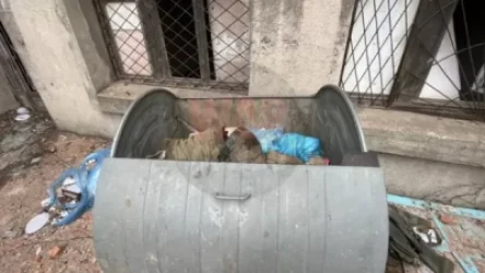 18+․ Մարիուպոլում նեոնացիստ զինյալների դիերը աղբարկղերն են նետում