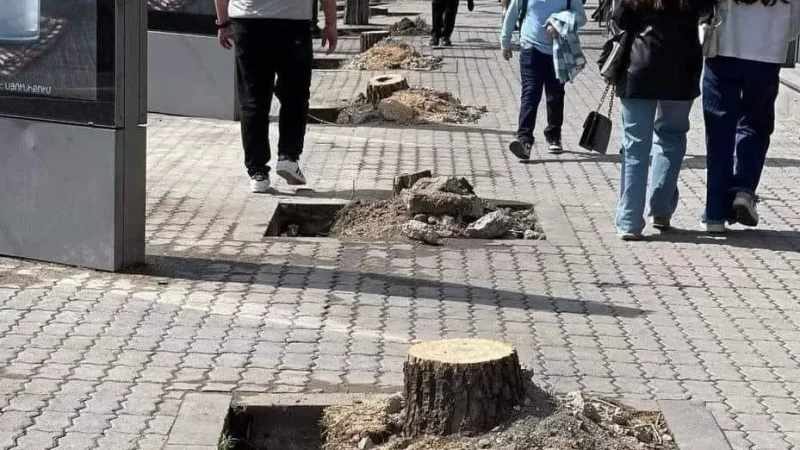 Ովքեր և ինչպես են որոշել Երևանում «փոխարինել» ծառերը. ցանկ է հրապարակվել