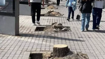 Ովքեր և ինչպես են որոշել Երևանում «փոխարինել» ծառերը. ցանկ է հրապարակվել