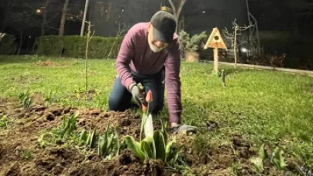 Նիկոլ Փաշինյանը կակաչ է տնկել կառավարական առանձնատան պարտեզում