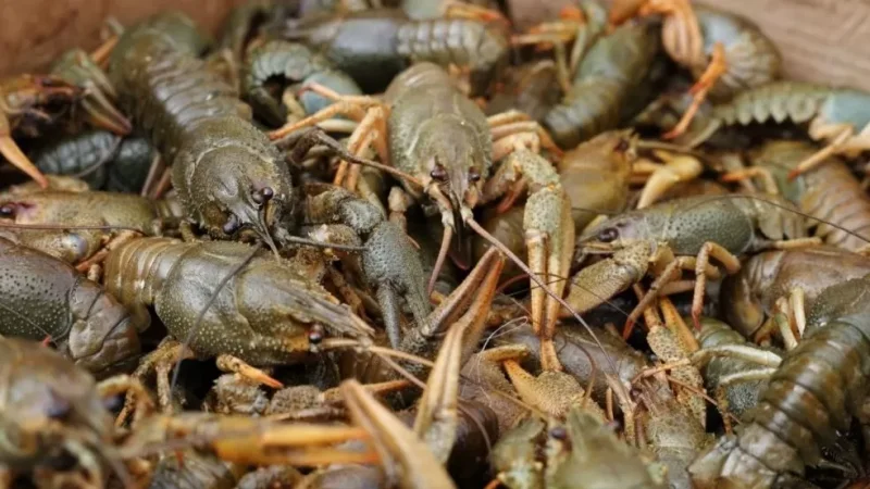 Սևանի խեցգետինը վերացման եզրին է. նախատեսվում է ավստրալիական խեցգետնատեսակ բուծել