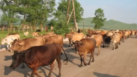 Ճանապարհով անասուններ տանելու համար տուգանք կսահմանվի