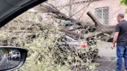 Խորենացի փողոցում հաստաբուն ծառը մեքենաների վրա է ընկել