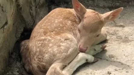 Երևանի կենդանաբանական այգում եղնիկներ են ծնվել