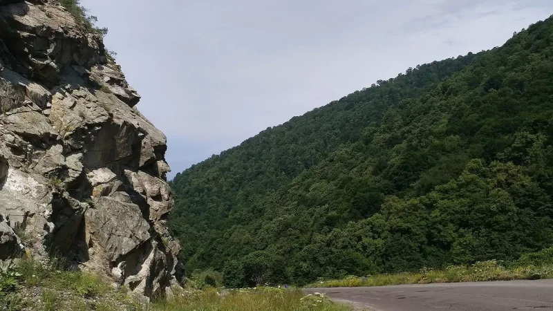 Դսեղի անտառում ապօրինաբար 47 ծառ է հատվել․ պատճառվել է մոտ 2,5 մլն դրամի վնաս