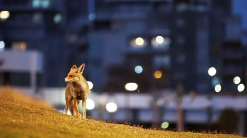 Աղվեսները սկսել են ավելի հաճախ հայտնվել Մոսկվայի փողոցներում․ մասնագետը բացատրում է, թե ինչու