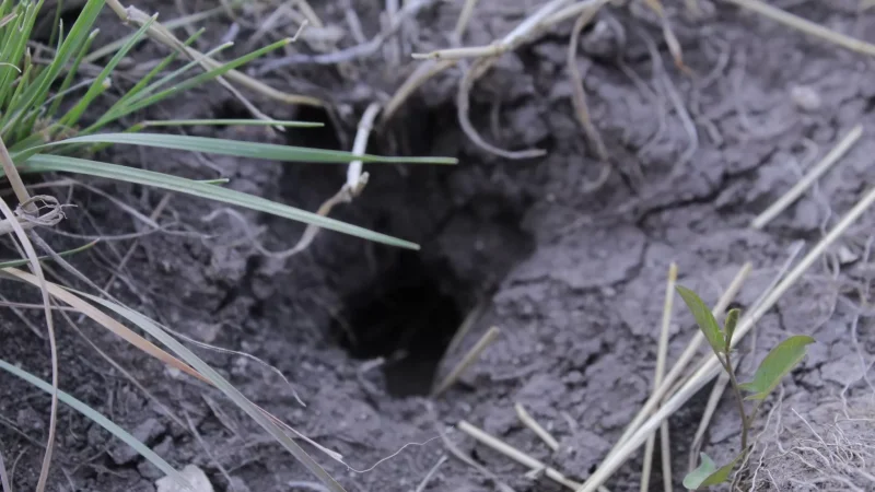 Panic in Aygebats as Village Grain Disappears from Fields