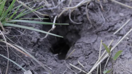 ԼՈՒՍԱՆԿԱՐՆԵՐ․ Այգաբացում խուճապ է. արտերից անհետացել է գյուղի հացահատիկը