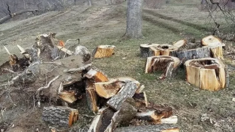 2020-ին Լոռու մարզի անտառներում ապօրինի հատվել է 4416 ծառ. հարուցվել է 11 քրեական գործ