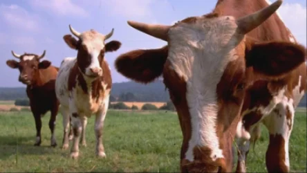 Բրուցելոզի վարակ՝ Աշոցքում