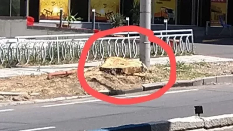 «Մեկ տարի առաջ այս հատվածում կար 5 առողջ ծառ»․ բնապահպան