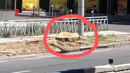 «Մեկ տարի առաջ այս հատվածում կար 5 առողջ ծառ»․ բնապահպան