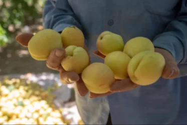 էկոնոմիկայի նախարարը խոսել է ՌԴ մուտք գործած բեռնատարների թվից