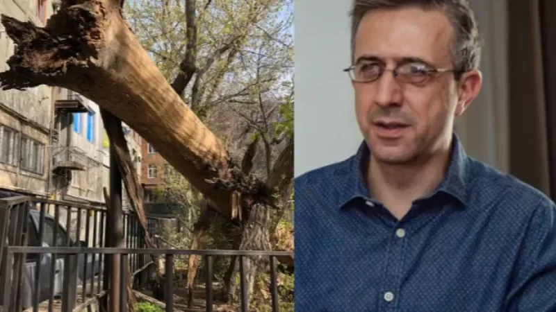 «Միգուցե, հենց այսպիսի՞ ծառերի հատումը պետք է լինի իրենց պարտականությունը». Եկանյանը լուսանկարներ է հրապարակել