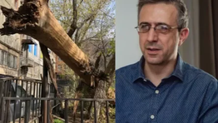 «Միգուցե, հենց այսպիսի՞ ծառերի հատումը պետք է լինի իրենց պարտականությունը». Եկանյանը լուսանկարներ է հրապարակել