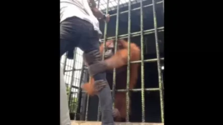 ՏԵՍԱՆՅՈՒԹ. Ինչպես է կապիկը հարձակվում երիտասարդի վրա և փորձում կծել