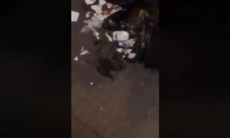 VIDEO: Rats and a Garbage Pile on Northern Avenue