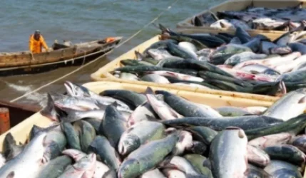 «Ձկնաբույծները պետք է գնան մեզ ընդառաջ»․ ՇՄ փոխնախարար