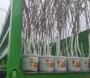 Ֆասադային հատվածների համար ձեռք են բերվել պատրաստի հասուն ծառեր. ՀՈԱԿ-ը հաղորդագրություն է տարածել