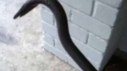 38-ամյա տղամարդը մետաղյա ձողով 2 անգամ հարվածել է 68-ամյա պահակին և սպանել նրան