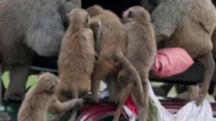 Անգլիական սաֆարի-պարկում բաբուինները խմբեր կազմած ու «զինված» հարձակումներ են գործում