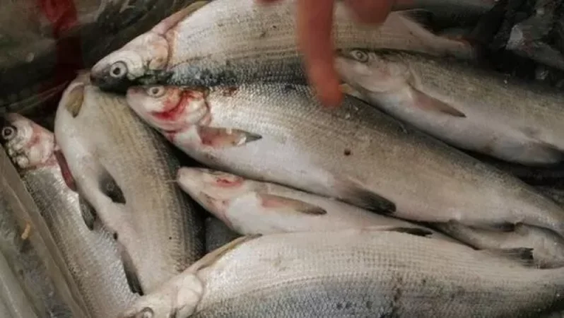 Առգրավվել է 794 հատ «սիգ» տեսակի ձուկ
