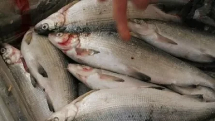 Առգրավվել է 794 հատ «սիգ» տեսակի ձուկ