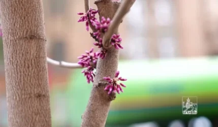 Երևանում ծառերի փոխարինման ծրագրում խնդիրներ կան. ԳԱԱ-ից առաջարկություններ են ստացվել