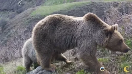 ՏԵՍԱՆՅՈՒԹ. Մայր արջն ու երկու քոթոթները՝ վայրի բնության մեջ