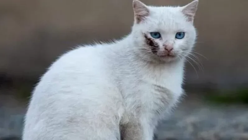 Մեր փիսոներն ավելի արժանապատիվ կերպով  են տանում էս կռիվը, քան թշնամին. օգտատեր