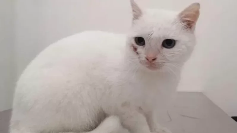 Ճանաչեցի՞ք. արցախցի արդեն հանրահայտ փիսոն է