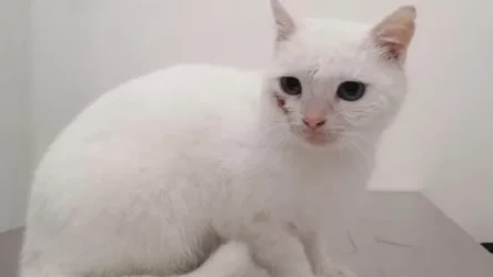 Ճանաչեցի՞ք. արցախցի արդեն հանրահայտ փիսոն է