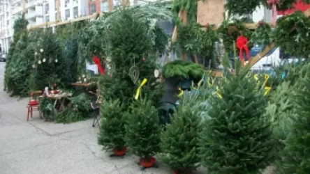 «Ժամանակ».  Ալեն Սիմոնյանն ուզում է օրենքով արգելել Ամանորին կտրված եղևնիների վաճառքը