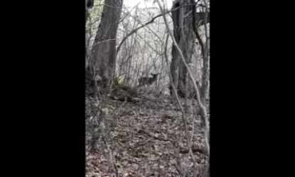 ՏԵՍԱՆՅՈՒԹ. Աղջիկ ենք ունեցել, առողջ ու ժիր.«Դիլիջան» ազգային պարկում եղջերուների երկրորդ ձագն է ծնվել