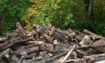 Ապօրինի ծառահատում «Եղեգնուտի անտառտնտեսություն»-ում