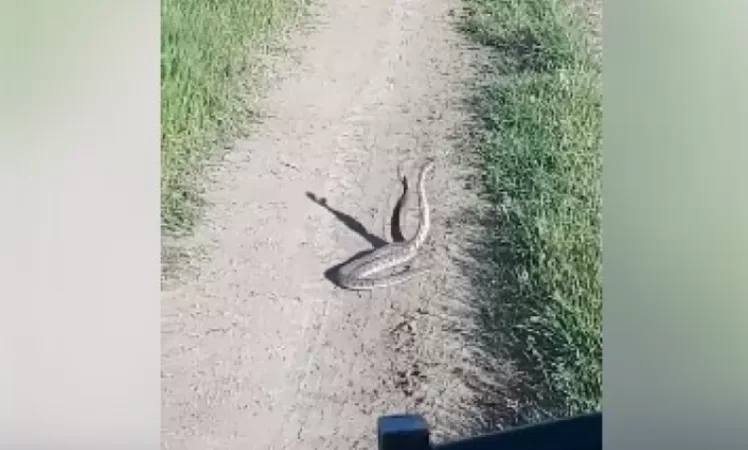 Video: The Dance of the Gyrzha Snakes in Armenia