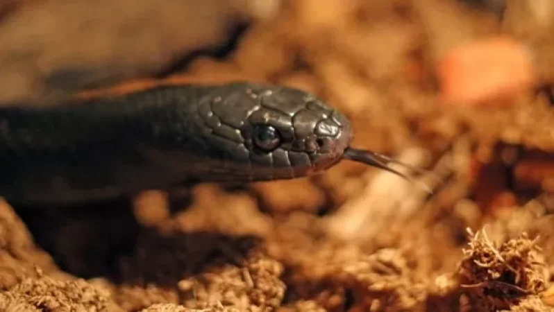 Հալիձորում օձը խայթել է 47-ամյա տղամարդու, ով հիվանդանոցի ճանապարհին մահացել է