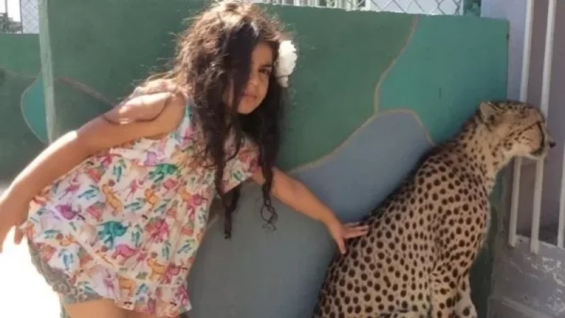 Գիշատիչ հովազի հետ խաղացող երեխան «Ջամբո»-ի տիրոջ աղջիկն է