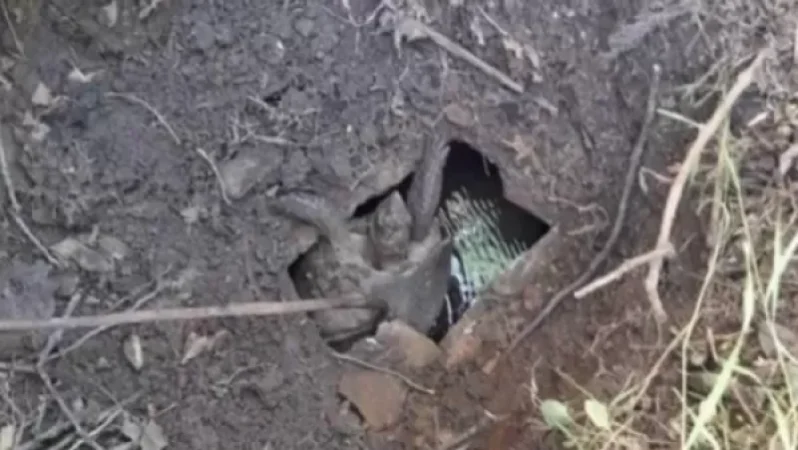 Փրկարարներն արգելափակումից դուրս են բերել կրիային