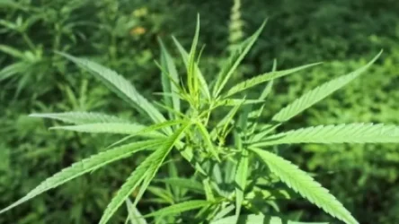 Երբ զոքանչը նաև «ընկեր» է. Ոստիկանության բացահայտումը