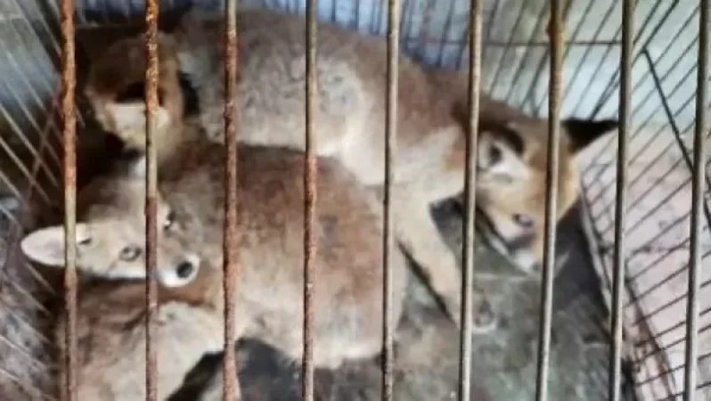 Ոստիկանությունը՝ աղվեսի ձագեր վաճառելու տեղեկության մասին