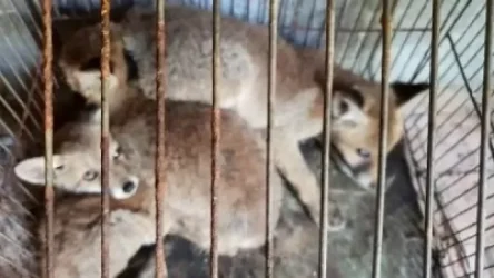 Ոստիկանությունը՝ աղվեսի ձագեր վաճառելու տեղեկության մասին